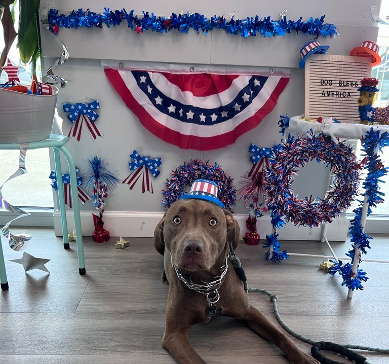 A dog wearing a red, white, and blue hat lies on the floor. The background is decorated with patriotic star-themed garlands, pinwheels, and a sign that reads "Dog Bless America." Stars and stripes adorn the scene in a festive Fourth of July celebration.