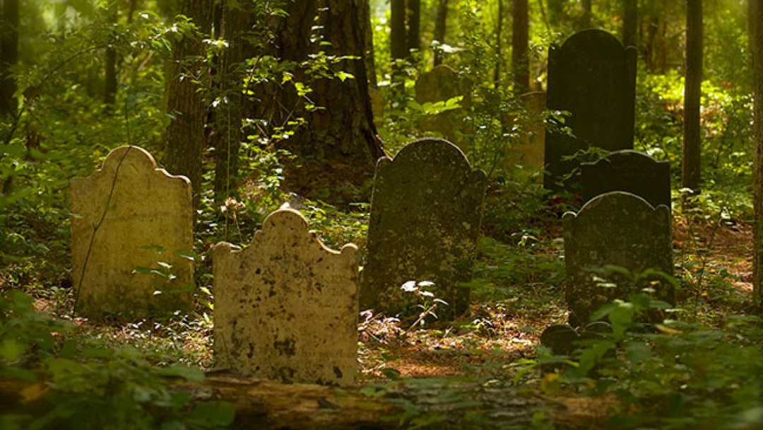 Old gravestones, once whispered about by Barry Ansbacher on News4JAX, are now surrounded by overgrown vegetation in a dense forest. Sunlight filters through the trees, casting dappled light on the scene. The stones are weathered, showing signs of age and moss growth.